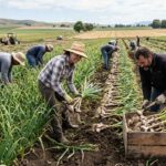 Garlic harvesting signs
