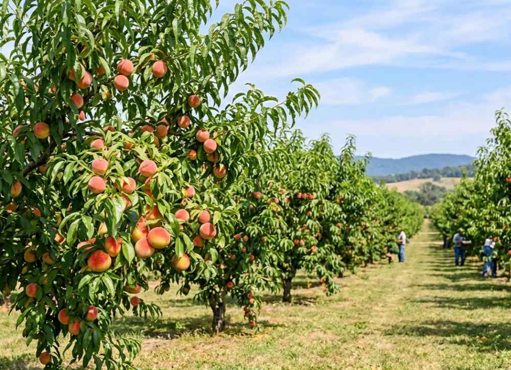 peach trees