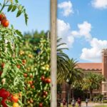 growing tomatoes in florida's summer