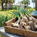 an image with harvested garlic in florida