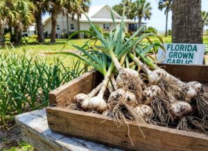 an image with harvested garlic in florida