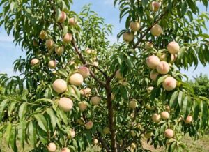 white peach tree