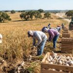 harvesting garlic in texas