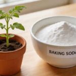an image showing baking soda and plant on the table