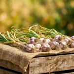 garlic plant plasced on the table in summer