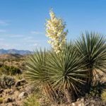 Yucca plant