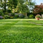 grass in home lawn