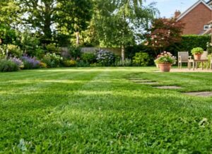grass in home lawn