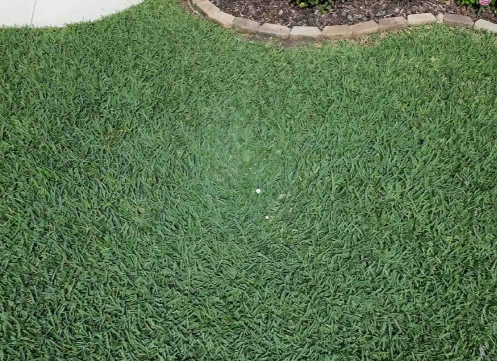 St. Augustine Grass