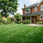 rye grass in lawn