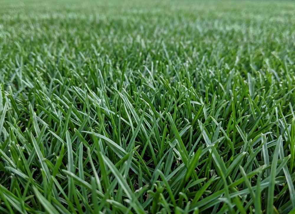 rye grass