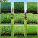 best grass for texas