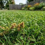 Grass Burrs