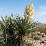 yucca plant