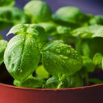 Close-up of basil leaves with dew drops, captured in natural light, showcasing fresh green foliage.