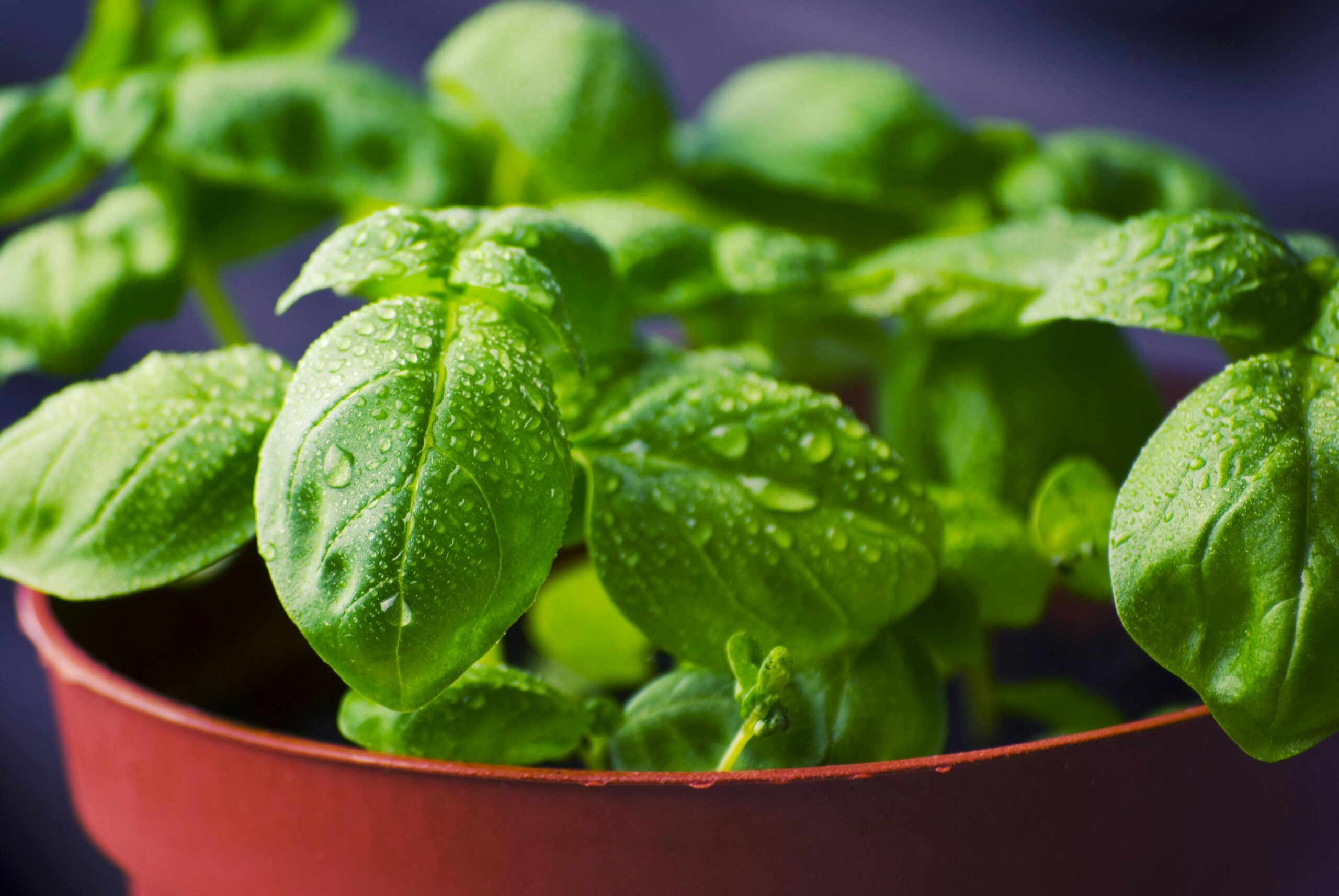 Close-up of basil leaves with dew drops, captured in natural light, showcasing fresh green foliage.