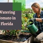 How Often to Water Tomato Plants in Florida