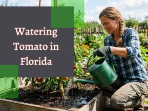 How Often to Water Tomato Plants in Florida