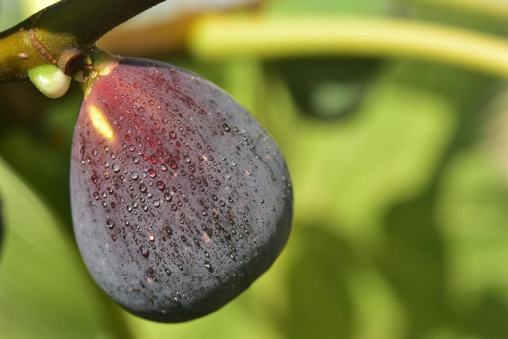 fig, blue, ripe, fig tree, close up, yummy, meal, fruit, food, fig fruit, cute, mediterranean, milkweed family, nature, fig, fig, fig, fig, fig, fig tree, fig tree