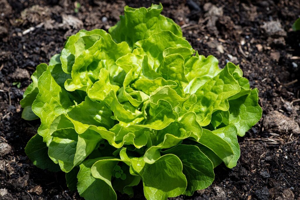 lettuce, plant, vegetable, vegetable garden, fresh, healthy, nature, food