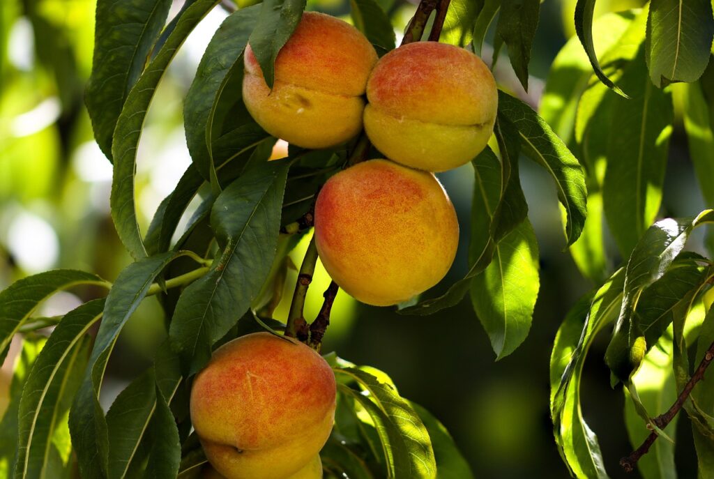 fruits, peaches, juicy, peach tree, harvest, garden, nature, ripe peaches