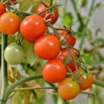 tomatoes, panicle tomato, vine tomatoes, tomato panicle, panicle, tomato tree, vegetables, healthy, vitamins, food, vegan, tomatoes, tomatoes, tomatoes, tomatoes, tomatoes, tomato tree, tomato tree, tomato tree, tomato tree