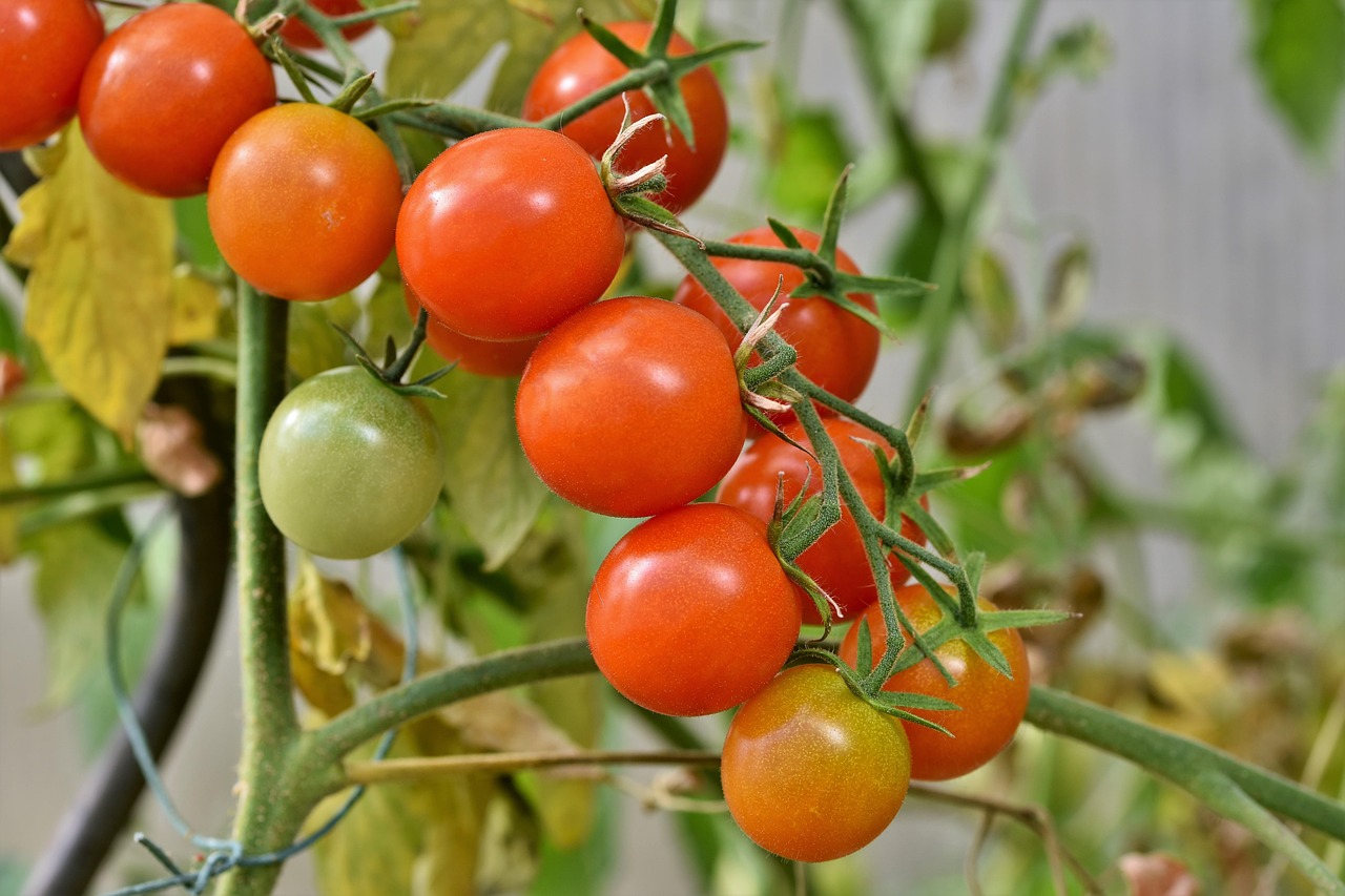 tomatoes, panicle tomato, vine tomatoes, tomato panicle, panicle, tomato tree, vegetables, healthy, vitamins, food, vegan, tomatoes, tomatoes, tomatoes, tomatoes, tomatoes, tomato tree, tomato tree, tomato tree, tomato tree