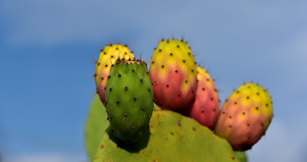 cactus, prickly pears, prickly pear, prickly, plant, cactus plant, fruit, nature, cactus fruit, green, close up, mediterranean, edible, red, vacations, warm, summer, sicily, heat, cactus, cactus, cactus, prickly pear, prickly pear, prickly pear, prickly pear, prickly pear, cactus fruit, sicily