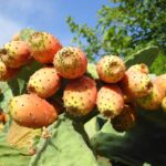 prickly pears, fruits, vegetables, prickly pear, fig, food, prickly pear, prickly pear, prickly pear, prickly pear, prickly pear