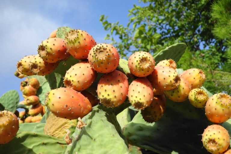 prickly pears, fruits, vegetables, prickly pear, fig, food, prickly pear, prickly pear, prickly pear, prickly pear, prickly pear