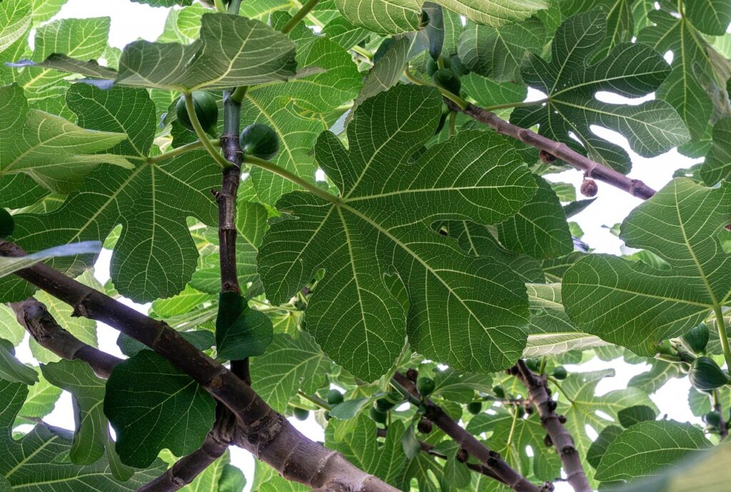 fig tree, fig leaves, green, nature, fig tree, fig tree, fig tree, fig tree, fig tree