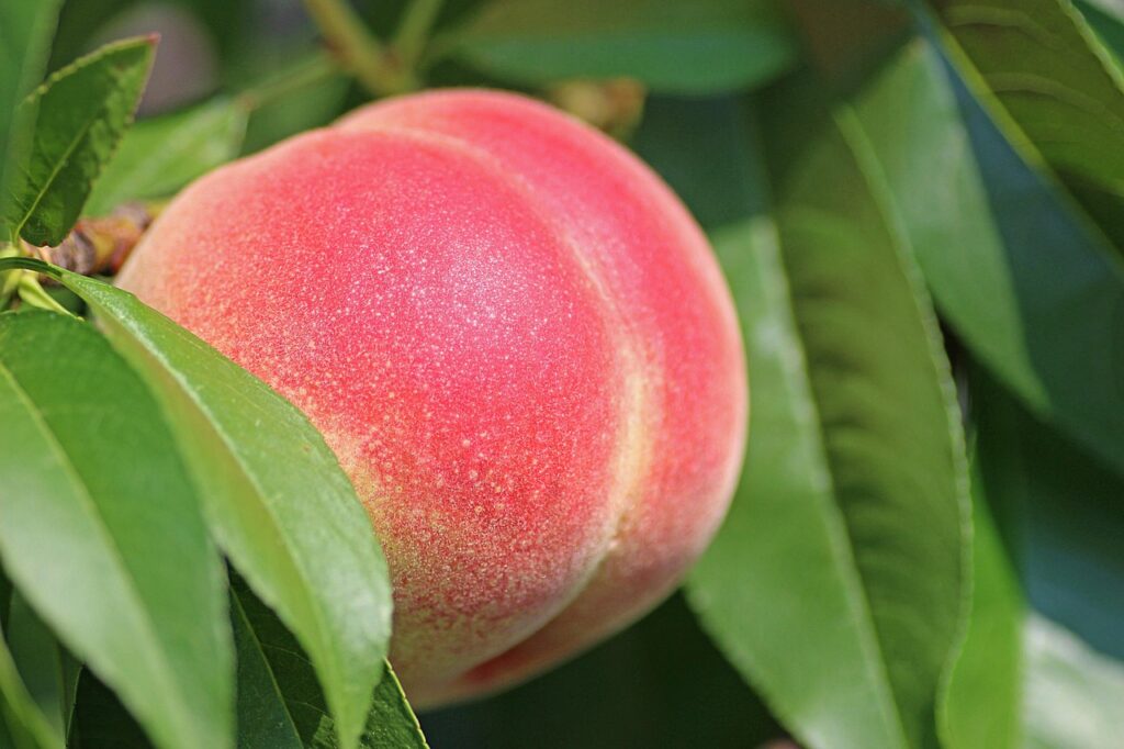 peach, fruit, nature, food, fresh, healthy, ripe, organic, sweet, produce, harvest, leaves, peach tree