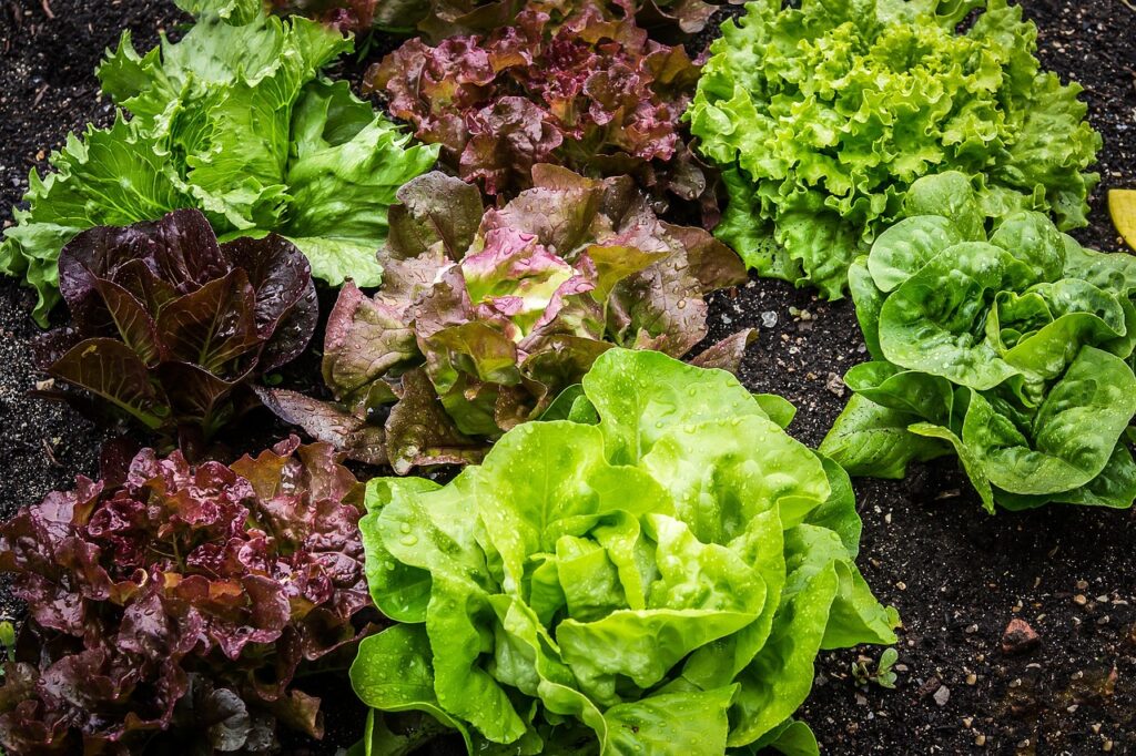 salad, salad plant, nature, lettuce, vegetarian, leaf lettuce, vegetable garden, vegan, bio, healthy, vitamins, garden, garden salad, curled leaves