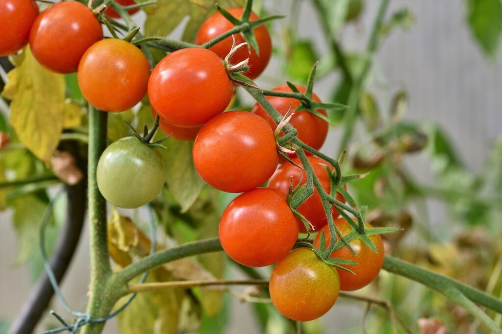 tomatoes, panicle tomato, vine tomatoes, tomato panicle, panicle, tomato tree, vegetables, healthy, vitamins, food, vegan, tomatoes, tomatoes, tomatoes, tomatoes, tomatoes, tomato tree, tomato tree, tomato tree, tomato tree