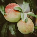 Close-up of ripe summer peaches on a tree, highlighting natural textures and freshness.