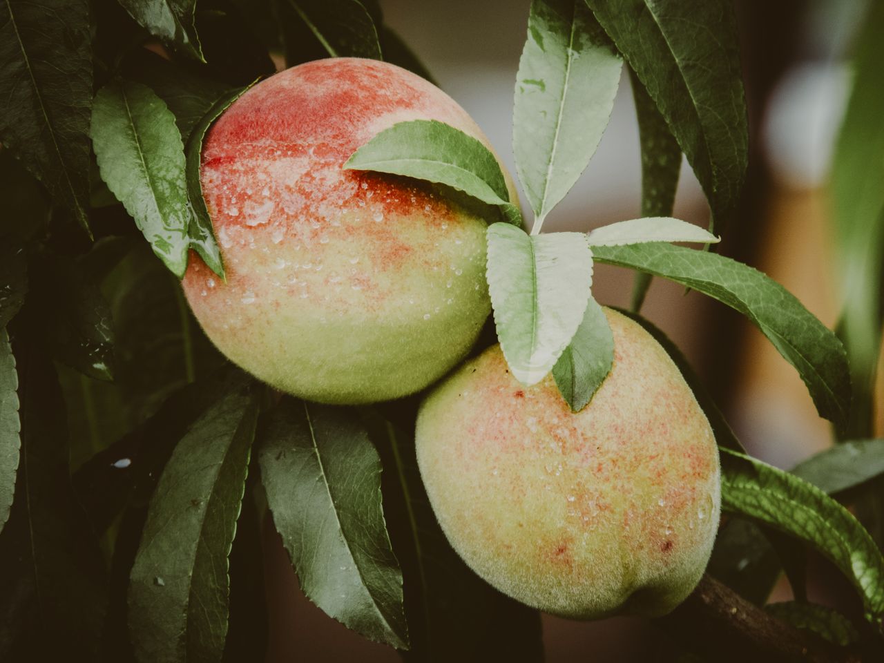 Close-up of ripe summer peaches on a tree, highlighting natural textures and freshness.
