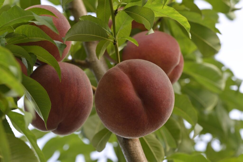 Close-up of ripe peaches growing on a tree with lush green foliage.