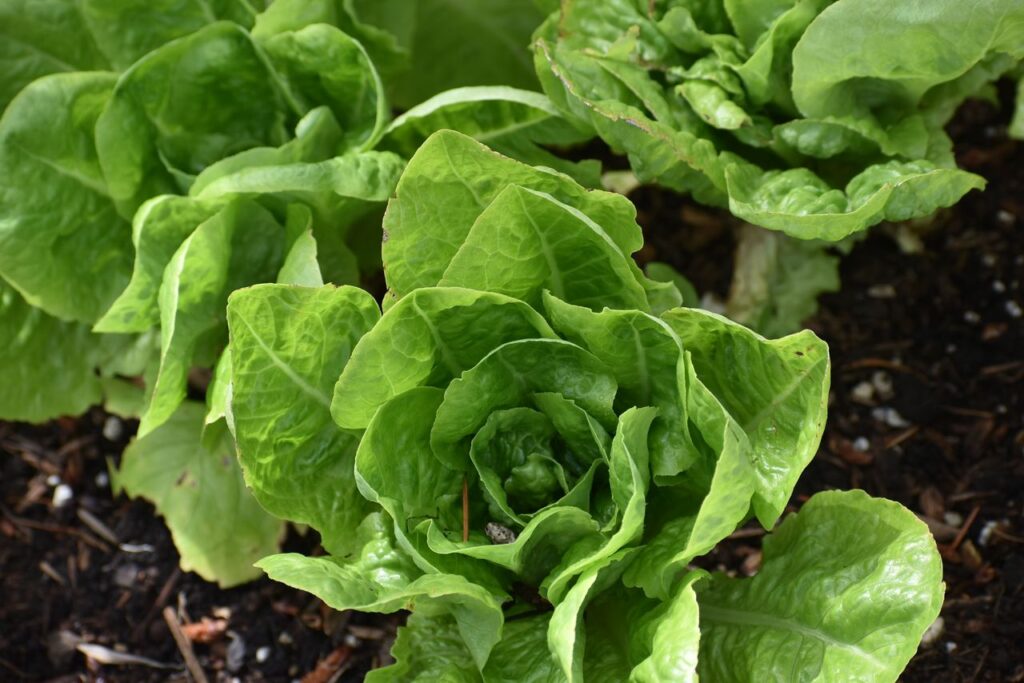 Close-up of fresh green lettuce leaves in a garden setting, showcasing natural growth.