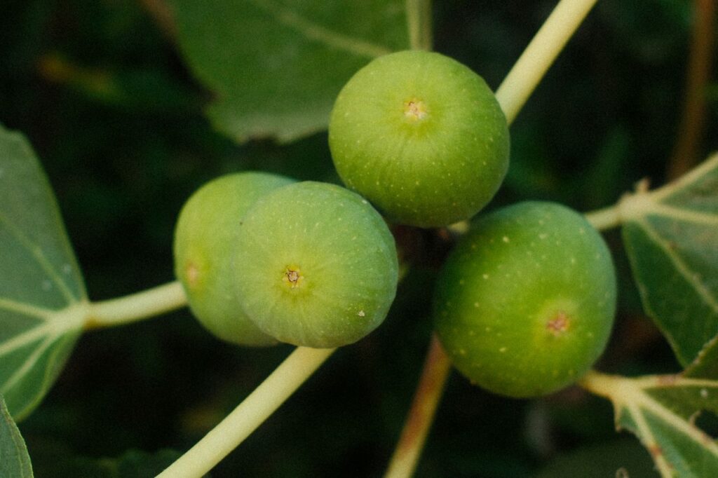 Detailed image of green figs on a branch with leaves, captured outdoors in Croatia.