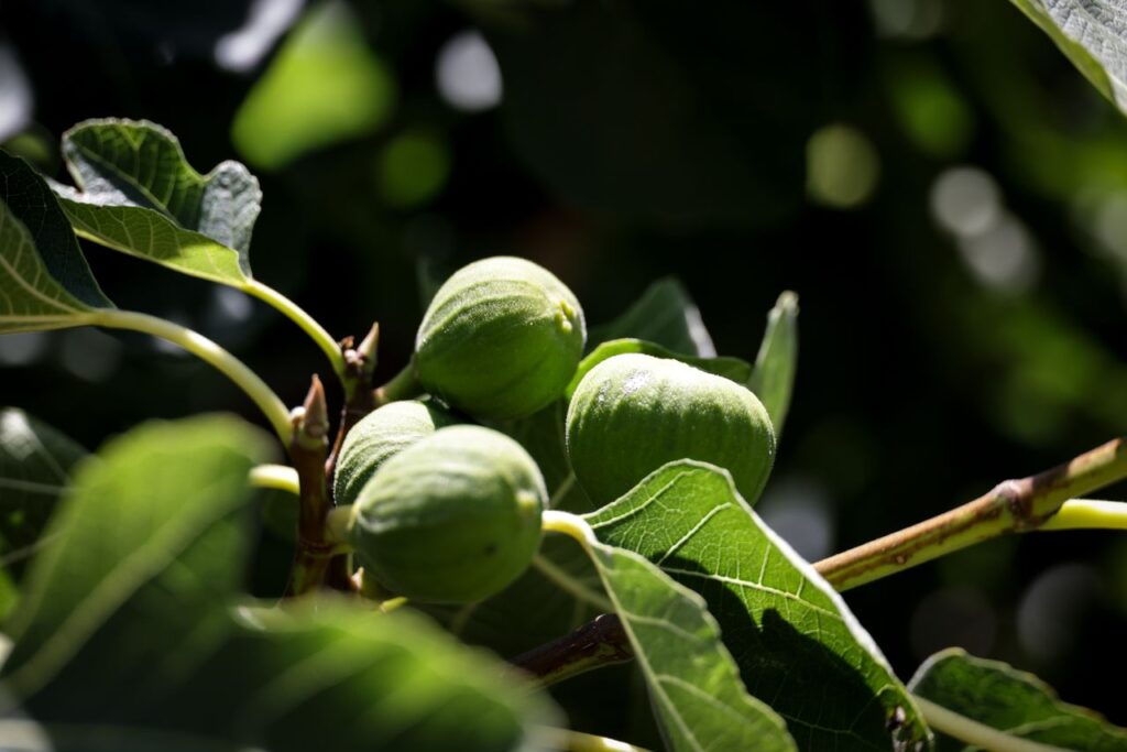 A detailed view of unripe figs growing on a tree with lush green leaves.