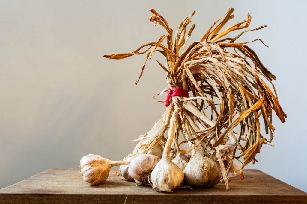 A bundle of rustic garlic bulbs with dried stalks on a wooden table indoors.