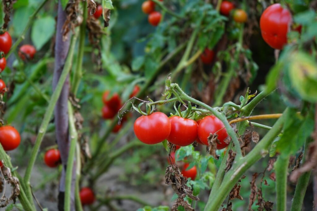 pexels-photo-5685910-5685910 Vibrant red tomatoes on vine in a garden, showcasing fresh organic produce.