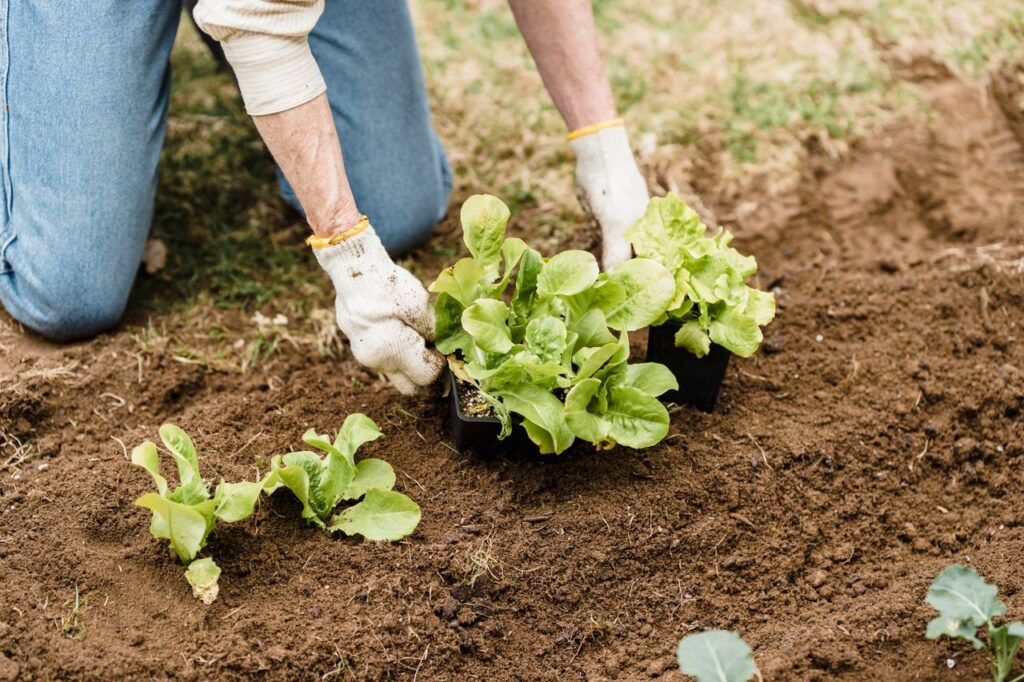 pexels-photo-7728874-7728874 Adult gardener planting lettuce seedlings in outdoor garden soil.
