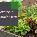 Lettuce in Massachusetts