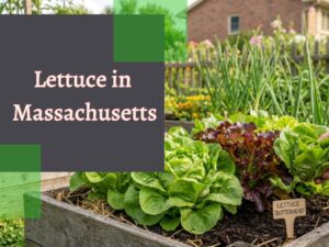Lettuce in Massachusetts