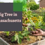 Fig Tree in Massachusetts