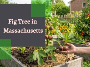 Fig Tree in Massachusetts