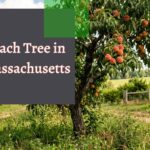 Peach Tree in Massachusetts