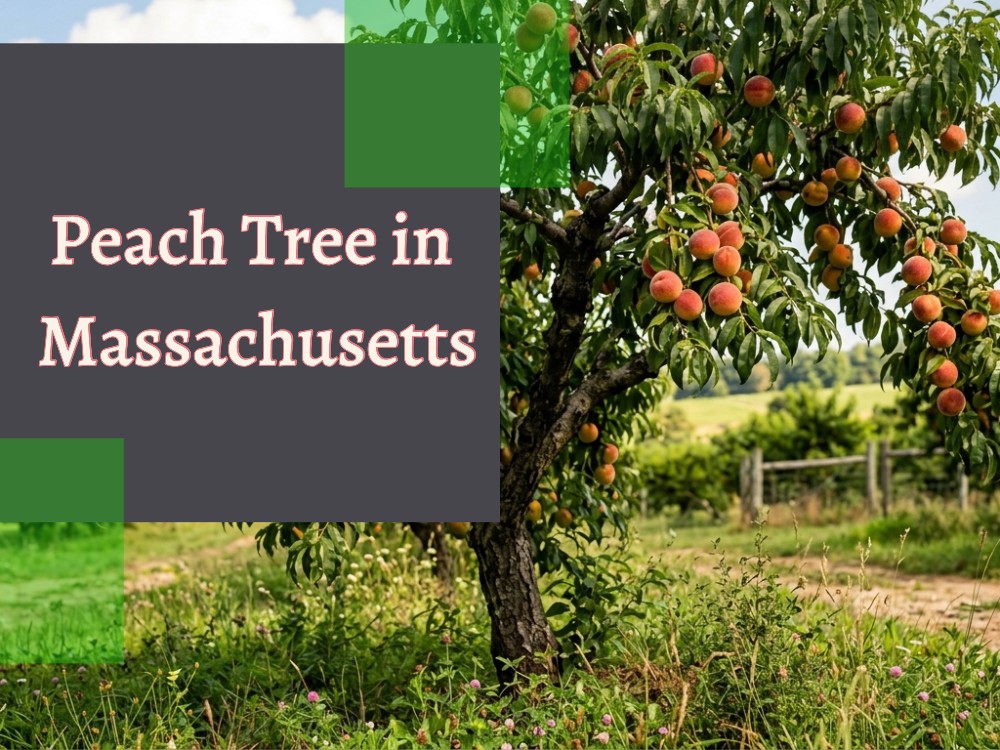 Peach Tree in Massachusetts