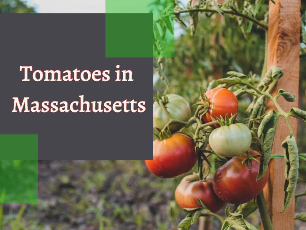 When to Plant Tomatoes in Massachusetts